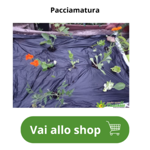 pacciamatura