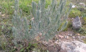 lavanda selvatica