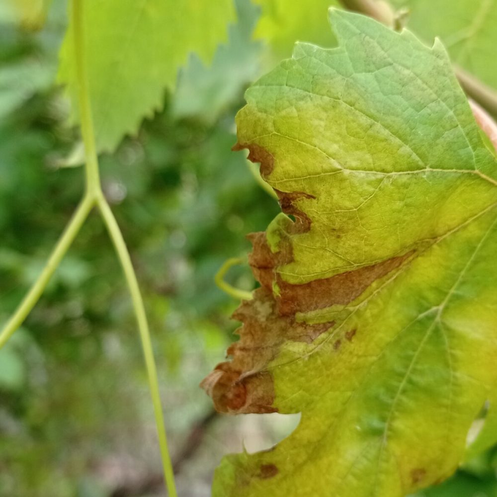 Peronospora in stato avanzato vite
