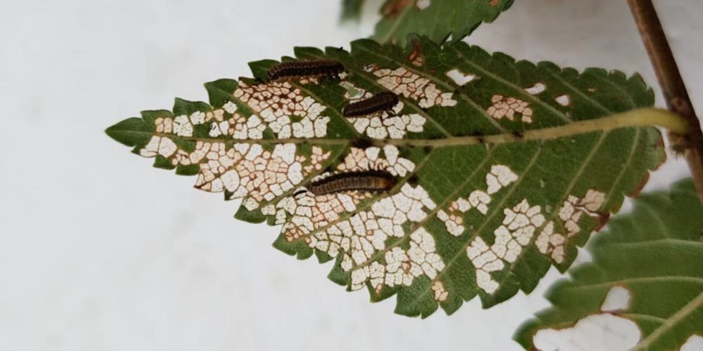danno su foglie di olmo  da galerucella.