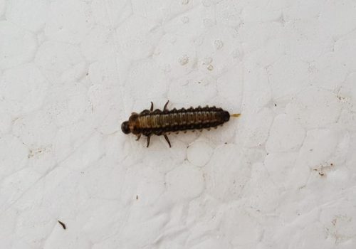 larva di galerucella